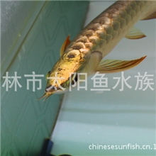 龙鱼<马来西亚优质金龙鱼直接发售>金头过背金龙鱼全国大量批发