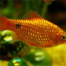 热带鱼金元宝玫瑰鲫