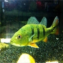 观赏鱼帝王三间鱼三间鱼金老虎热卖中