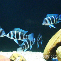 六间鱼布隆迪六间大小都有