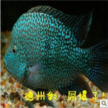 热带鱼观赏鱼德州豹鱼德萨斯豹绿巨人大型鱼~