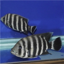 热带鱼观赏鱼坦鲷马鲷中型鱼谈水十间4-20公分宠物