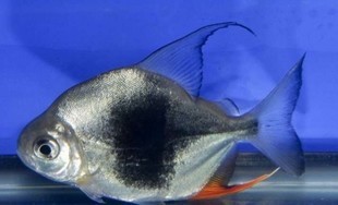 黑桃银板龙鱼混养水族8-10CM顶级银板大型鱼