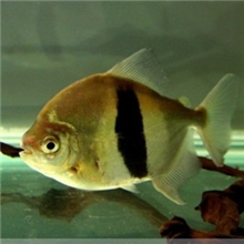 热带鱼观赏鱼粗线银板鱼龙鱼发财鱼热卖中