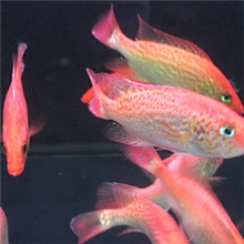 热带鱼观赏鱼红老虎鱼金玉满堂鱼红头金鲷大型鱼