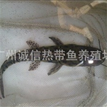 全国鸭嘴鲨鱼批发鸭嘴鲨鱼厂家鸭嘴鲨鱼价格