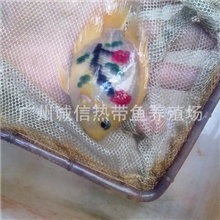 喷点鹦鹉批发花鹦鹉批发