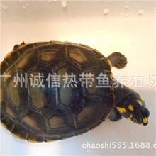 黄头侧颈龟批发黄头侧颈龟厂家黄头侧颈龟价格