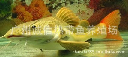 狗仔鲸苗批发狗仔鲸苗厂家狗仔鲸价格狗仔鲸苗尺寸