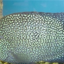 德州豹鱼批发德州豹鱼厂家德州豹鱼价格