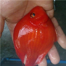 元宝鹦鹉鱼批发/元宝鹦鹉批发/鹦鹉鱼厂家/元宝鹦鹉价格