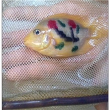 梅花鹦鹉批发价格,鹦鹉批发,梅花鹦鹉苗厂家,梅花鹦鹉零售