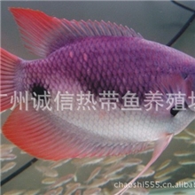 红招财鱼批发红战船鱼批发战船批发