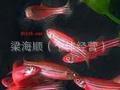 热带观赏鱼红斑马蓝斑马紫斑马鱼