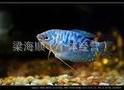 热带观赏鱼蓝曼龙鱼