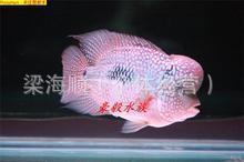 热带观赏鱼批发罗汉鱼