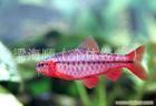 观赏鱼红玫瑰鱼