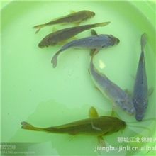 山东聊城江北锦鲤精品观赏鱼深受消费者的喜爱锦鲤观赏鱼