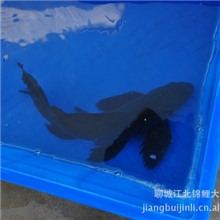 山东聊城江北锦鲤色彩艳丽观赏鱼锦鲤求购锦鲤最大的锦鲤养殖场