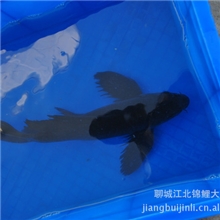 山东聊城江北锦鲤品质优越价格低廉色彩艳丽求购锦鲤批发锦鲤价格