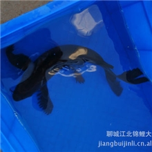 山东聊城江北锦鲤品质优越价格低廉色彩艳丽观赏鱼锦鲤求购锦鲤