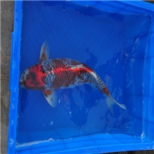 山东聊城锦鲤出售日本人锦鲤进口锦鲤江北锦鲤求购锦鲤鱼苗观赏鱼