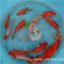 山东聊城江北锦鲤养殖锦鲤品质优越求购锦鲤批发直销锦鲤