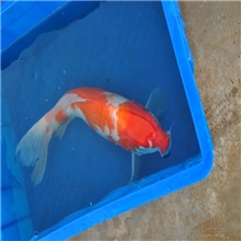 山东聊城锦鲤江北锦鲤专业养殖基地求购锦鲤养殖场锦鲤批发