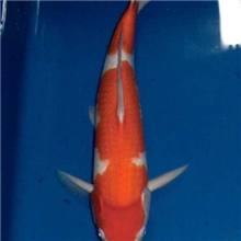 山东观赏鱼聊城观赏鱼江北锦鲤观赏鱼出售求购锦鲤鱼苗