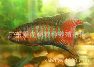 【常年供应3厘米以上普叉斗鱼】中国斗鱼批发（包活包风险）