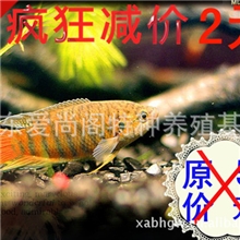 1.8元批发中国斗鱼（国斗普叉）支持淘宝小额混批