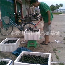 养殖产地（常年大量）【现货供应鲜活福寿螺】批发福寿螺