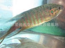斗鱼批发【1.2元供应中国斗鱼】普叉斗鱼叉尾斗鱼（3厘米以上）