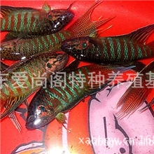 1.2元批发【中国斗鱼叉尾斗鱼3厘米以上】斗鱼批发