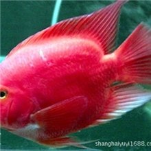 上海羽一热带观赏鱼养殖场观赏鱼批发（发财鱼）