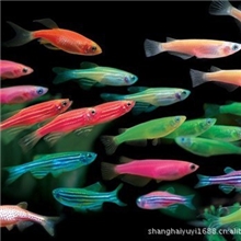 上海羽一热带观赏鱼养殖场多种淡水观赏热带鱼批发红、紫、蓝斑马