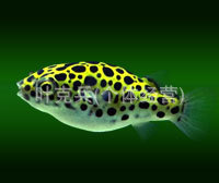 上海羽一热带观赏鱼养殖场批发观赏鱼、潜水艇鱼