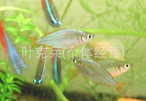 上海羽一热带淡水观赏鱼养殖场观赏热带鱼批发（电光美人鱼）