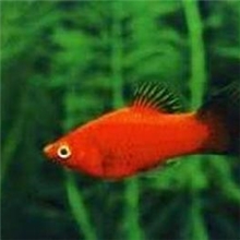 上海羽一热带观赏鱼养殖场批发热带鱼（黑尾月光）