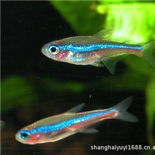 上海羽一热带观赏鱼养殖场批发淡水观赏热带鱼（宝莲灯）