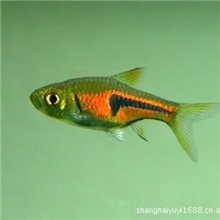 上海羽一热带观赏鱼养殖场批发热带鱼、三角灯鱼
