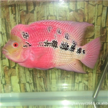 上海羽一热带观赏鱼养殖场批发观赏鱼、罗汉鱼苗