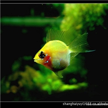 上海羽一热带观赏鱼养殖场批发观赏鱼、金凤凰鱼（金波子）