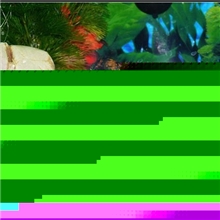 上海羽一热带观赏鱼养殖场热带观赏鱼批发（红剑）