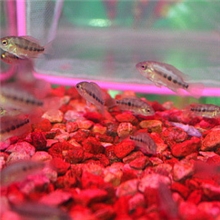 热带鱼观赏鱼彩虹金花幻彩罗汉鱼苗20条起批发