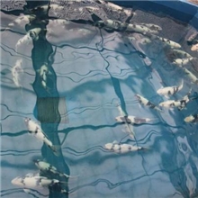 高品质锦鲤种鱼-锦鲤种鱼批发-锦鲤种鱼价格