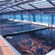 出售批发日本锦鲤