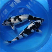 锦鲤批发锦鲤观赏鱼价格批发