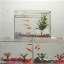 供应大连七彩鱼,生态鱼,懒人鱼