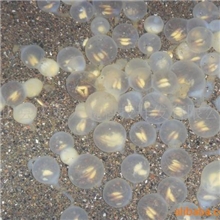 hot热卖娃娃鱼鱼苗/湖南娃娃鱼鱼苗欢迎来电咨询